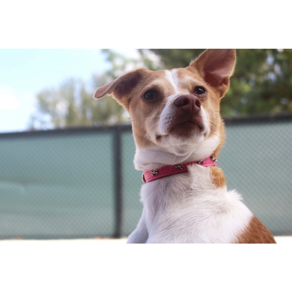 OmniPet Signature Leather Bone Dog Collar - Picture 2 of 4